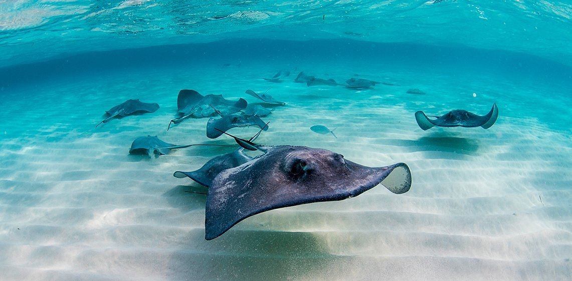 Stingray City, Grand Cayman