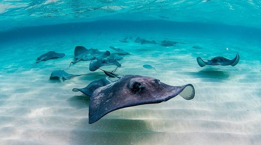 Stingray City, Grand Cayman